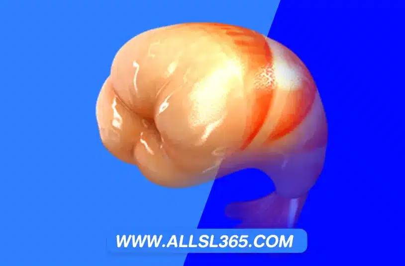 ALLSLOT365